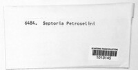 Septoria petroselini image